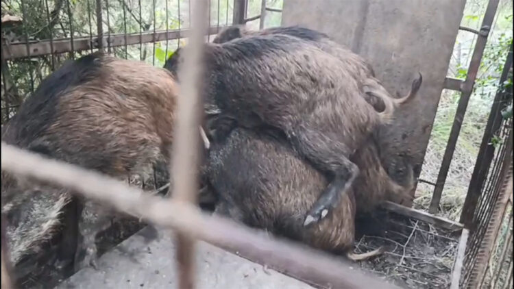 Çatalca'da kaçak avcıların kurduğu tuzaklar bulundu