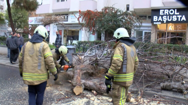 Kadıköy'de seyir halindeki cipin üzerine ağaç devrildi