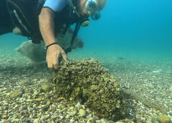 İstilacı istiridye ve midye türleri, deniz kestanelerinin yerini aldı