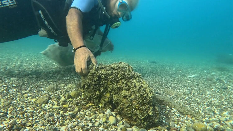 İstilacı istiridye ve midye türleri, deniz kestanelerinin yerini aldı