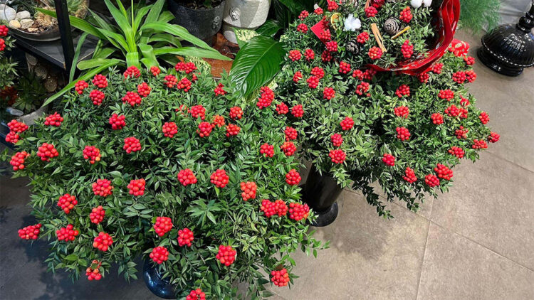 Kokina çiçeği çiçekçi tezgahlarının en çok tercih edilen ürünü oldu