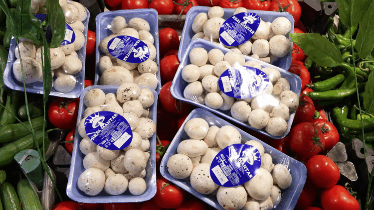 İstanbul'da bir ayda 60 kişi mantar zehirlenmesi nedeniyle hastaneye başvurdu