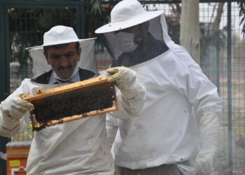 İyi bal donar, mutlaka sıvı olması gerekmiyor