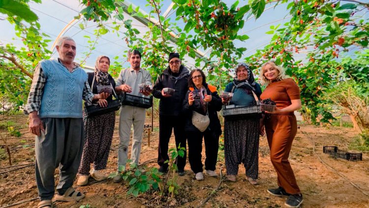 Karadut fiyatı ile üreticinin yüzünü güldürdü
