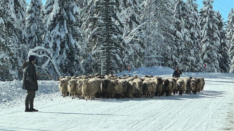 Yaylalardaki çobanlar dönüş yolculuğuna geçti