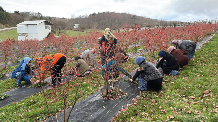 Yaban mersini yetiştiren kadınlar bütçelerine katkı sağlıyor