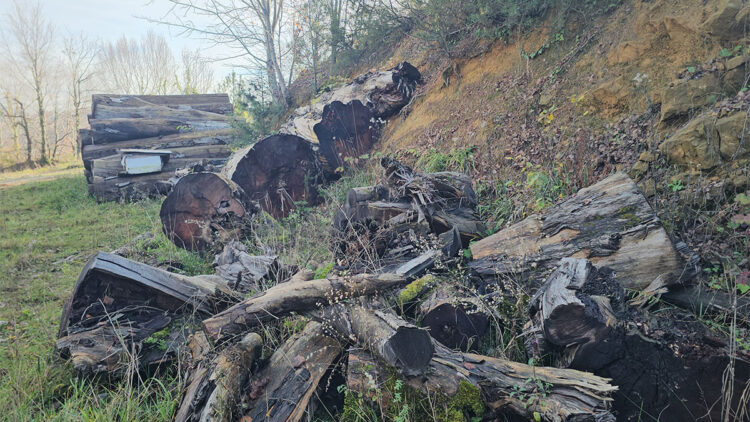 1183 yaşındaki porsuk ağacı odun olmaktan kurtarıldı