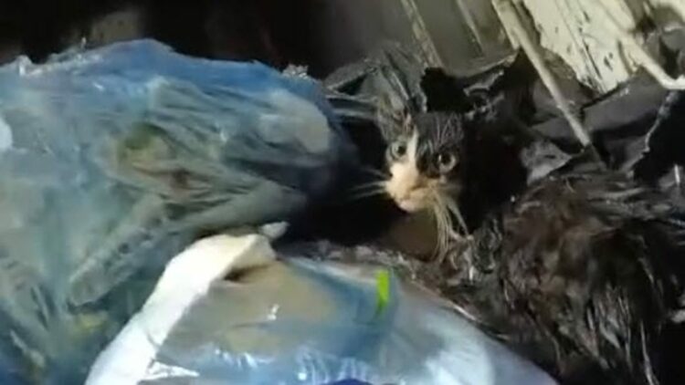 Konteyneri boşaltırken gördükleri ağzı bağlanmış poşetteki kediyi kurtardılar