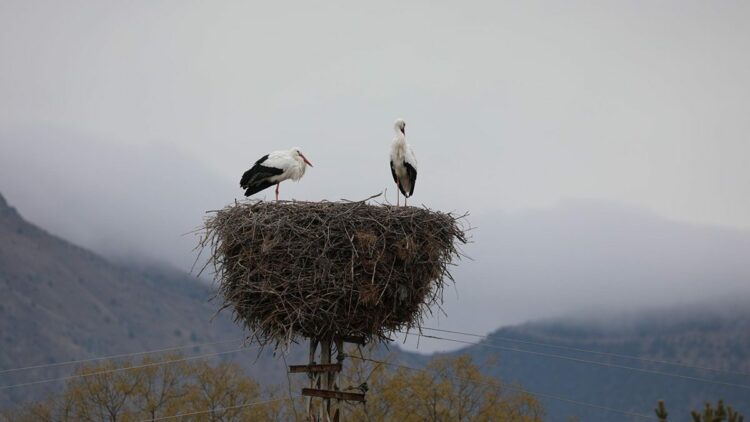 Köyü mesken tutan leylekler, 10 yıldır göç etmiyor