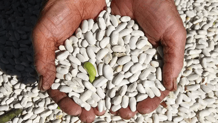 'Kuru fasulye krizi' iddiası dezenformasyondur