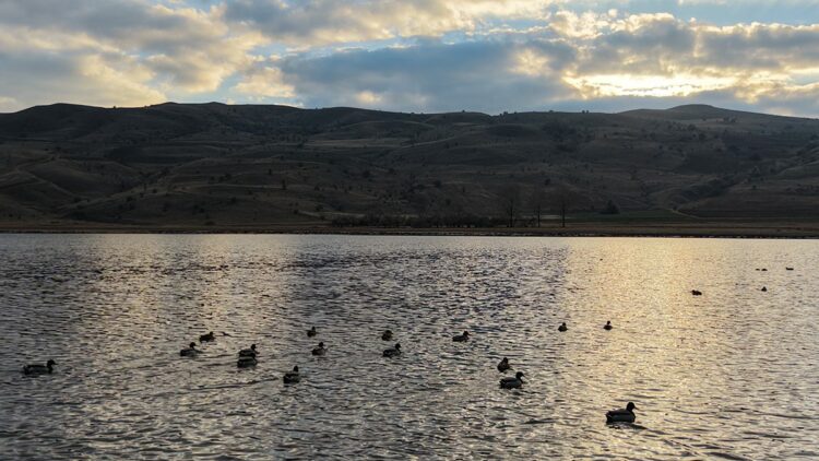 Kuşların da terk ettiği Bingöl Gölü, yağışlarla yeniden 'hayat' buldu