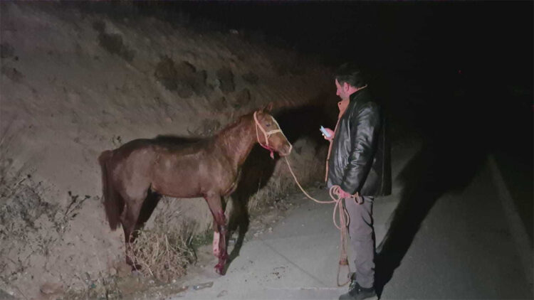 Milyonluk yarış tayları çiftlikten kaçtı; 8'i öldü, bazıları kayıp