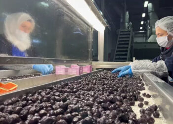 Zeytin, TSK'nın mutfağının vazgeçilmezi