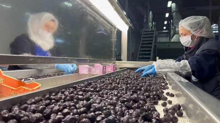 Zeytin, TSK'nın mutfağının vazgeçilmezi