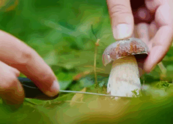 Mantar toplamak için iki kardeşiyle gittiği ormanda kayboldu