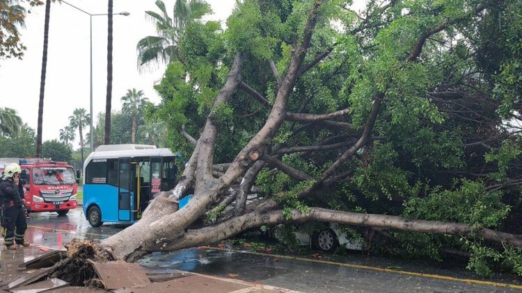 Mersin'de kökünden sökülen ağaç, seyir halindeki araçların üzerine devrildi