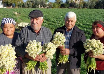Mersin'de nergisler erken açtı; boğumu 300 TL’ye satılıyor