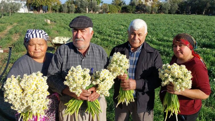 Mersin'de nergisler erken açtı; boğumu 300 TL’ye satılıyor