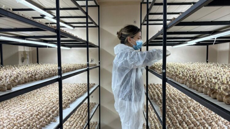 Mesleğinden vazgeçip, safran üretimine başladı; gramı 700 TL