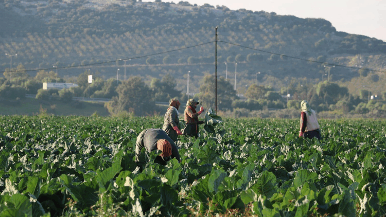 Mevsim normalleri üzerindeki sıcaklık kış sebzelerini erken olgunlaştırdı