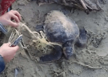 Misina ve ipe dolanan caretta carettayı vatandaşlar kurtardı