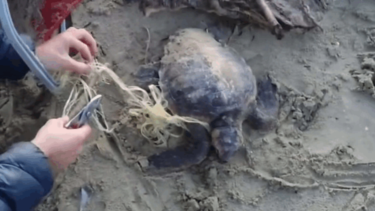 Misina ve ipe dolanan caretta carettayı vatandaşlar kurtardı