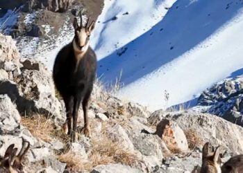 Munzur Dağları'nda, çengel boynuzlu dağ keçileri görüntülendi