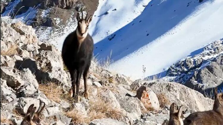 Munzur Dağları'nda, çengel boynuzlu dağ keçileri görüntülendi