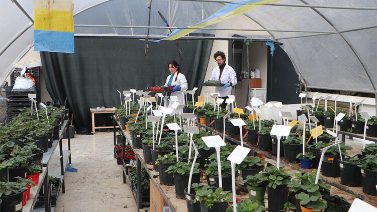 Öğrencileri olumsuz hava şartlarından korumak için fakültenin terasına sera kurdu