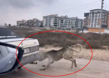 Otomobile iple bağlanıp çekilen köpek, bakıma alındı