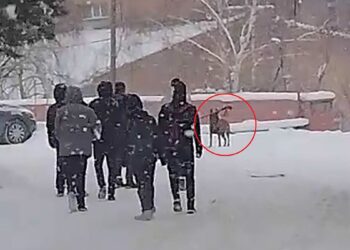 Okul bahçesine giren kurt köpeği öğrencilere saldırdı; 3 yaralı