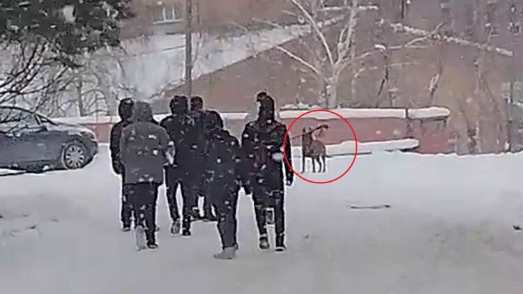 Okul bahçesine giren kurt köpeği öğrencilere saldırdı; 3 yaralı