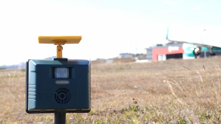 Ornitologlar, kuş sürüleri için havalimanlarında görev başında