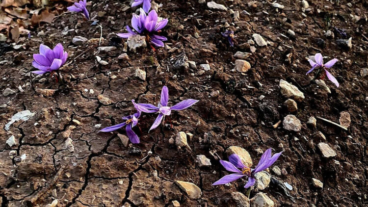 Siirt’te safran yetiştiriciliği denemesi başarıyla tamamlandı