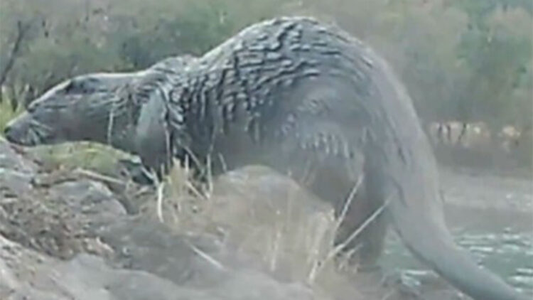 Pülümür Vadisi'nde yaşayan su samurları fotokapana yansıdı