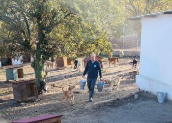 Sahiplendiği 2 köpeği sokağa terk eden kadına 172 bin 716 TL ceza
