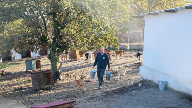 Sahiplendiği 2 köpeği sokağa terk eden kadına 172 bin 716 TL ceza