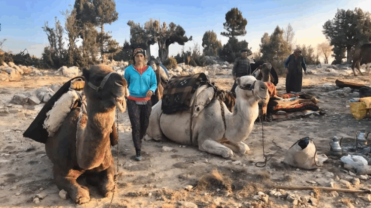 Sarıkeçili Yörüklerin develi 'kış yurdu' yolculuğu sürüyor