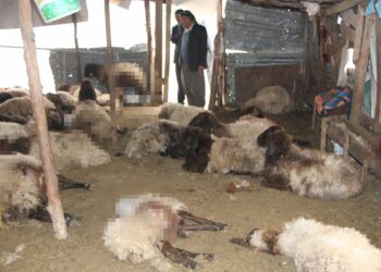 Sokak köpeklerinin saldırdığı 28 koyun öldü