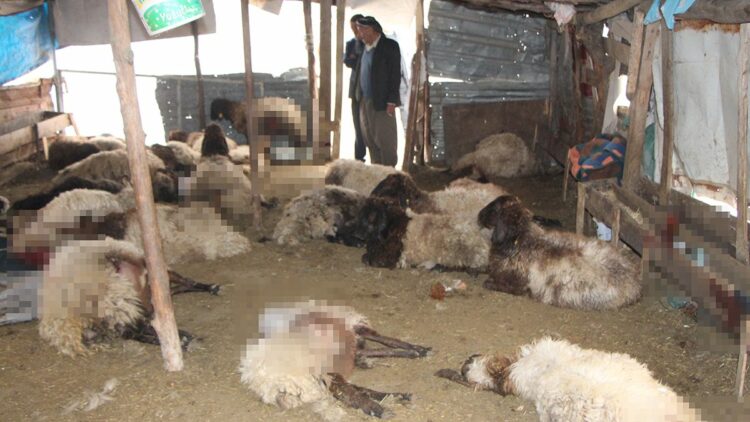Sokak köpeklerinin saldırdığı 28 koyun öldü