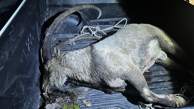 Kutsal kabul edilen yaban keçisini avlayan kişilere operasyon