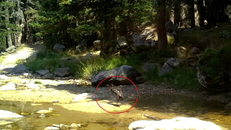 Türkiye'de nadir görülen karaleylek fotokapana yansıdı