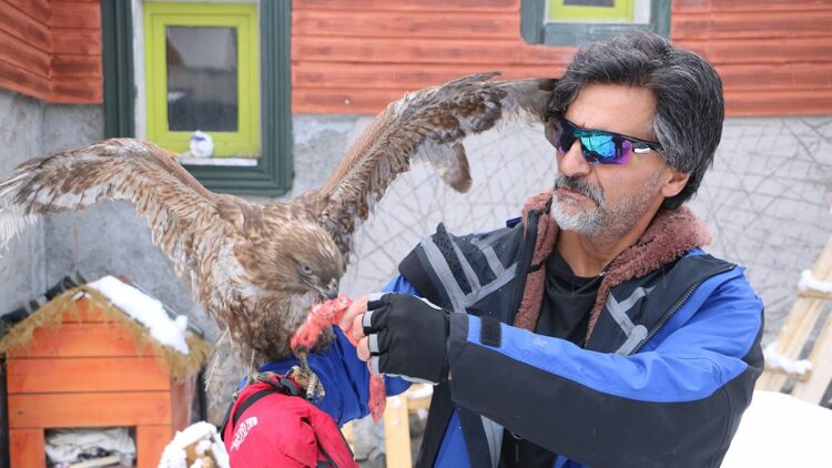 Tedavi edip doğaya bıraktığı kızıl şahin, aylar sonra geri döndü