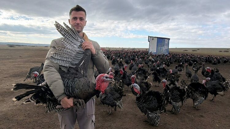 Tekirdağ'da yılbaşı öncesi hindi satışları arttı; dişi hindiye ilgi daha fazla