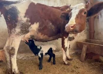 Tokat’ta annesi ölen kuzuyu inek emziriyor