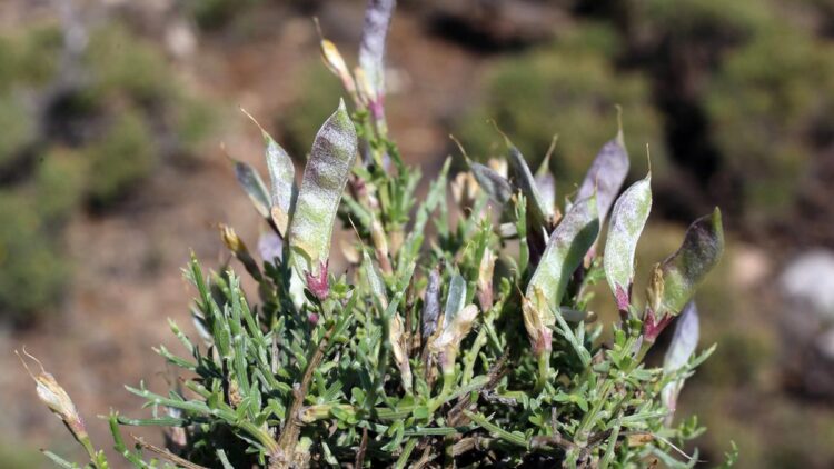 Toroslar’da yeni bitki türü keşfi; adı ‘Ermenek borcağı’ oldu