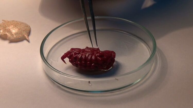 Türkiye kıyılarında ilk kez ‘Liomera rugipes’ adlı yengeç görüldü