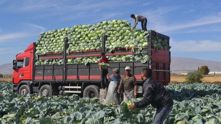 Türkiye'nin beyaz lahana üretiminin yüzde 20'si Niğde'den