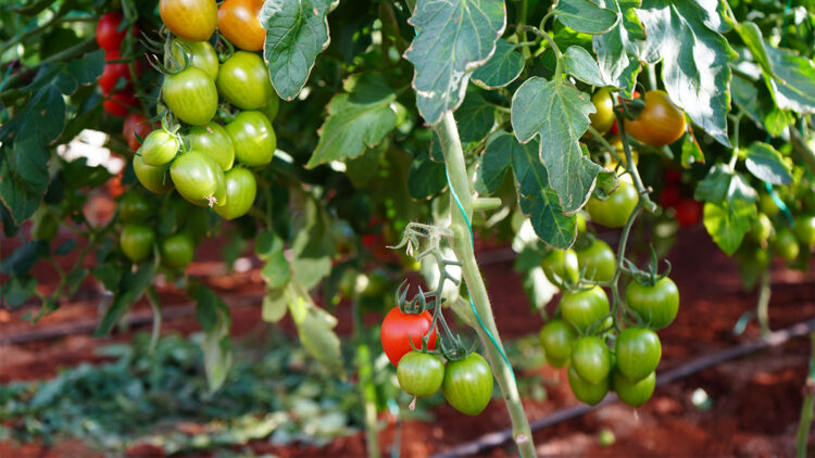'Akademi Çiftlik' tüketiciyle buluşuyor