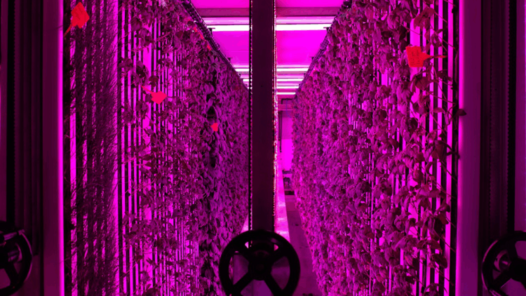 Üniversite kampüsünde 7 bin metrekareye eş değer dikey tarım laboratuvarı kuruldu